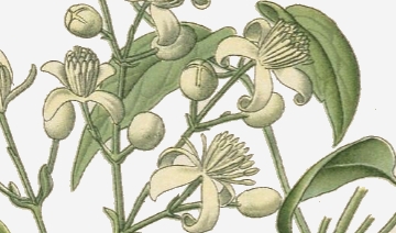 image de moi en plante gracieuse