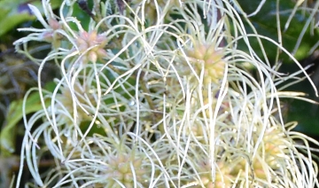 image de moi en échevélée