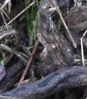 herbe à puce arrachée