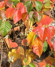 feuilles de toutes les couleurs